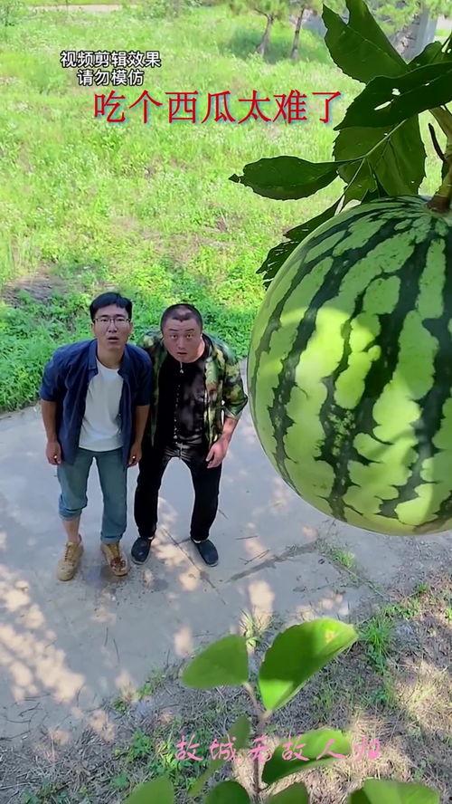 吃瓜群众摘瓜人,见证时代变迁的“摘瓜人生”