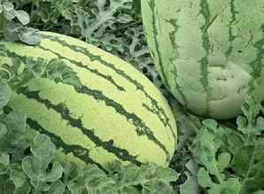 吃瓜群众该有的样子,围观娱乐圈的幕后真相