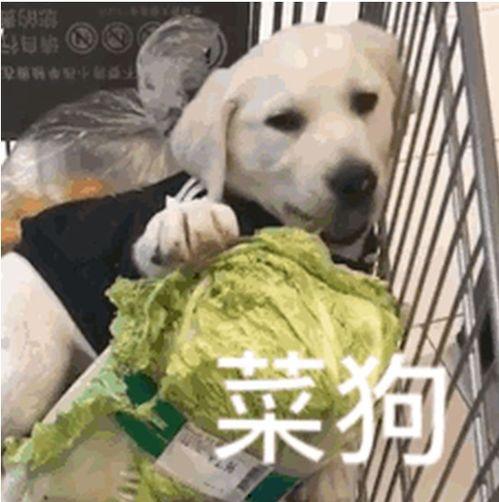 菜狗二哈吃瓜群众抱拳,共赏人间百态抱拳一笑