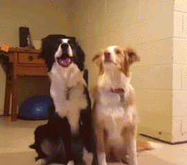 吃瓜群众养个狗,从入门到精通