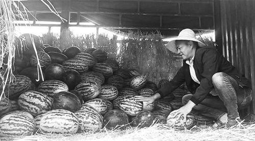 马坊吃瓜群众事迹简介,见证时代变迁的民间观察者