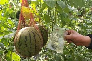 吃瓜群众西瓜人是谁说的话,吃瓜群众热议的网络红人现象