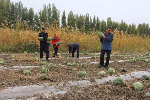 老营盘镇吃瓜群众事件始末,一场网络舆论的风暴与反思