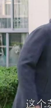 吃瓜群众蹲地吃瓜视频播放,揭秘吃瓜群众视频播放背后的现象