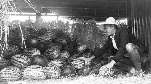 南召吃瓜群众事件始末,一场网络舆论的风波与反思