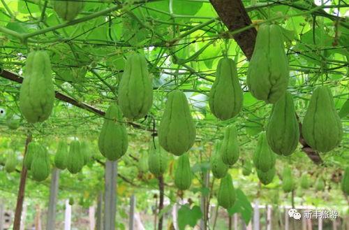 十分钟吃瓜群众,吃瓜群众的热议焦点