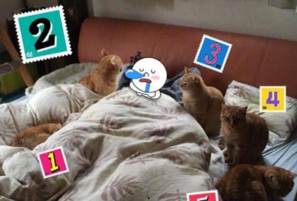 搞笑吃瓜群众猫