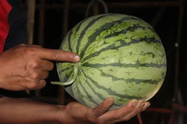 吃瓜群众西瓜视频完整版,揭秘热门事件背后的真相